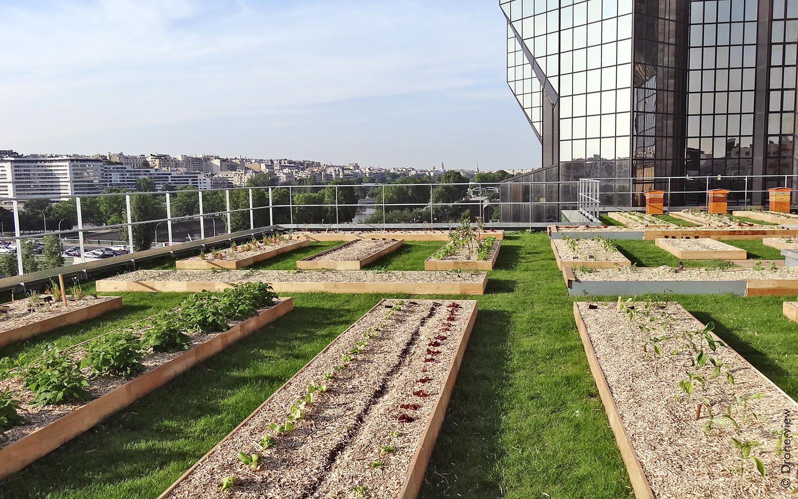 The roof also accommodates four beehives and an insect hotel. Vegetable planting beds and beehives on a roof in the city